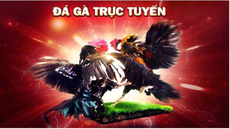 2Live Cockfighting Top 3 Factors to Attract Cockfighting Fans