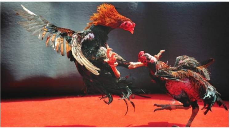 Live Cockfighting Top 3 Factors to Attract Cockfighting Fans1